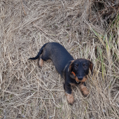 Bára z Agátovej doliny