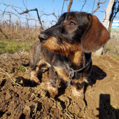 Bára z Agátovej doliny