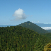 Lysec z Malého Lysca