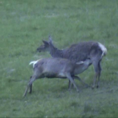 Cicajúce ročné jelienča