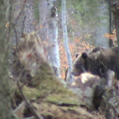 Medveď z Jasenskej Doliny