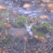 Srnček s jedným parôžkom