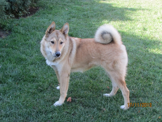 moje lajka už trochu povyrostla