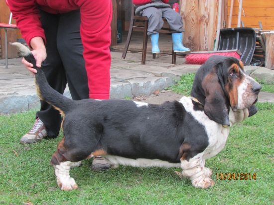 muj basset