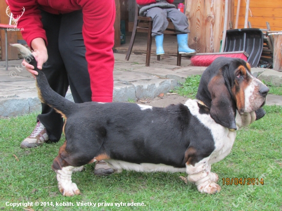 muj basset