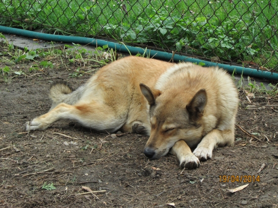 odpočinek po prochazce revirem