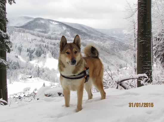 lajka v zasněženych beskydech