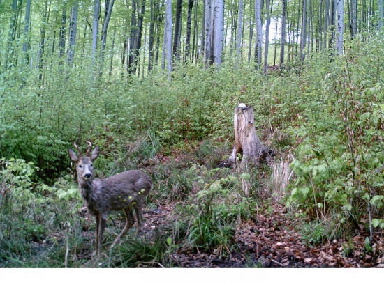 foto srnce před ulovenim  z  ID fotky: 269427