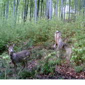 foto srnce před ulovenim  z  ID fotky: 269427
