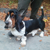 muj basset