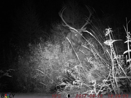 Prichádzajúci kráľ