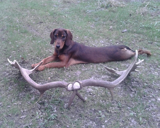 Aj tatranský durič vie hľadať zhody.