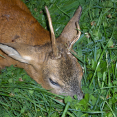 Prvý privábený srnec