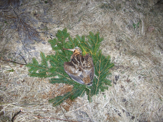 Nostalgická spomienka