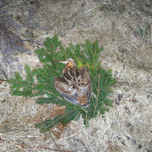 Nostalgická spomienka