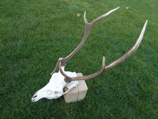 Prvý poriadny jeleň