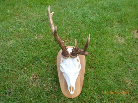 vypracovaná trofej srnca na fotke ID 318456