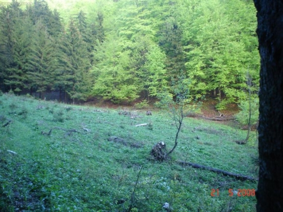 Medvedík