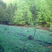 Medvedík