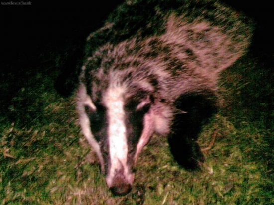 strykov jazvec v piatok