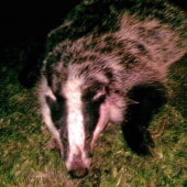 strykov jazvec v piatok