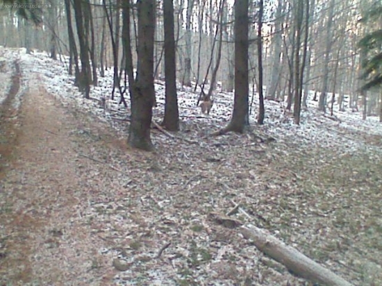 rys ostrovid lynx lynx