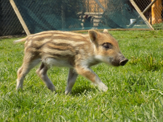 Išlo prasa na vandrovku