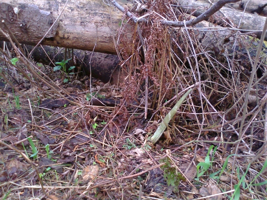 skoro som ho nezbadal