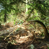 potesil