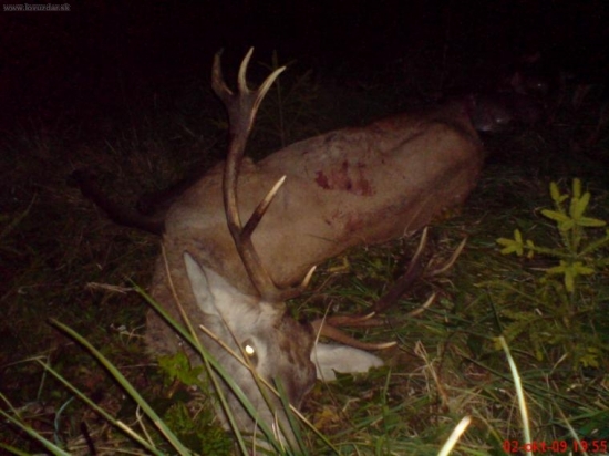 12-torak nepravydelny