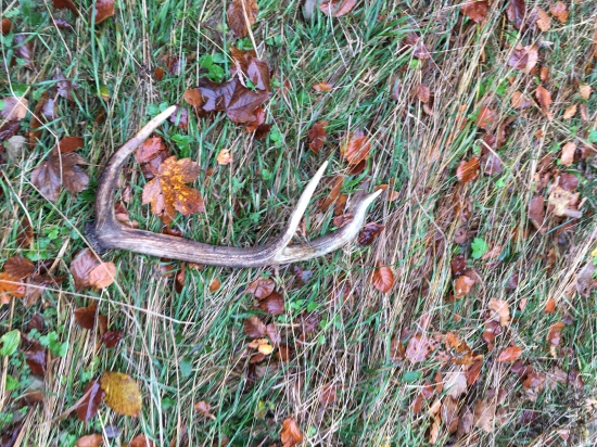 Keď sa zadari nahodne