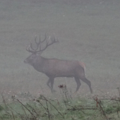 Dokumentačna - odhad veku?