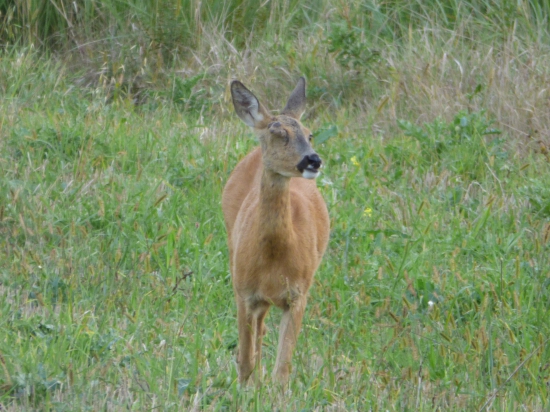 čo to može byť ??