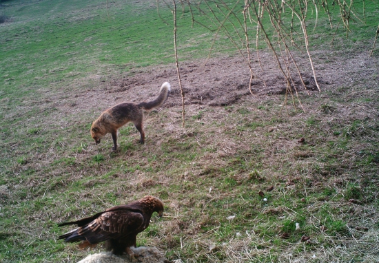 líška vs orol