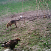 líška vs orol