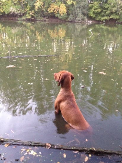 Prvá poľovačka na kačky :)