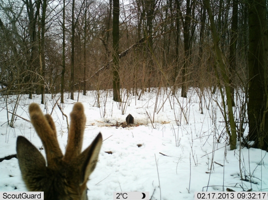 Srnec vs Nutria