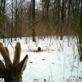 Srnec vs Nutria