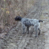 Bruno