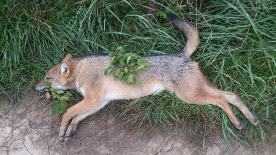 Sakal