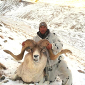 Marko polo Argali - ovca z Kirgizska