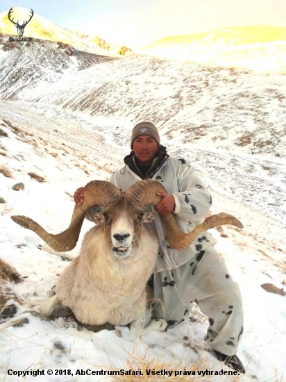 Marko polo Argali - ovca z Kirgizska