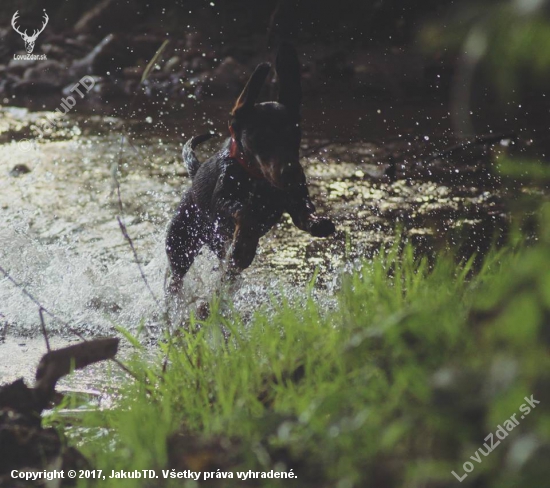 Aiša Krásnohorská Perla - Tatranský durič
