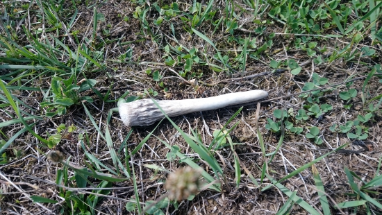 Skoro som naň stupil