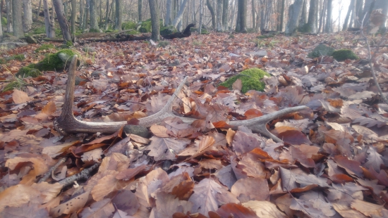 Ešte sa dá nájsť