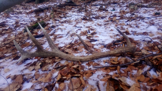 Myši boli skôr ako ja