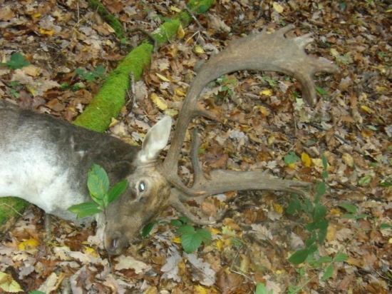 Daniel - IV. tr. - 190 b. - zlato -poplatkový JUDr.Podolskij