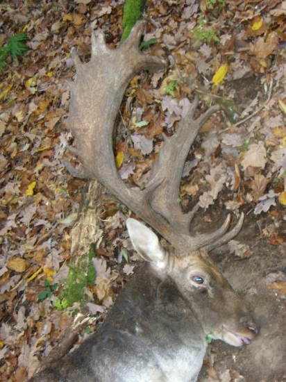 Daniel - IV. tr. - 190 b. - zlato -poplatkový JUDr.Podolskij