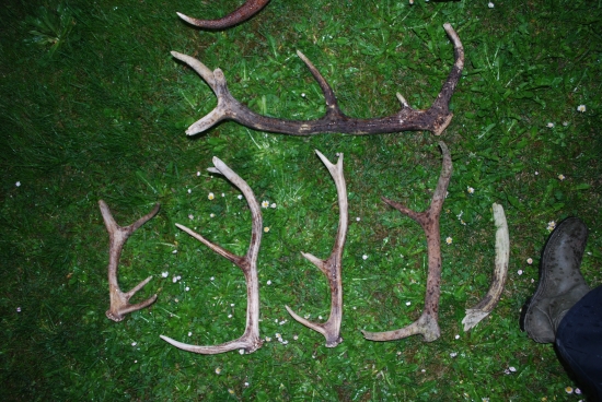 Moje tohtoročné úlovky (2)