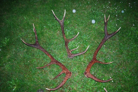 Moje tohtoročné úlovky (1)